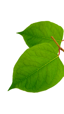 Resveratrol